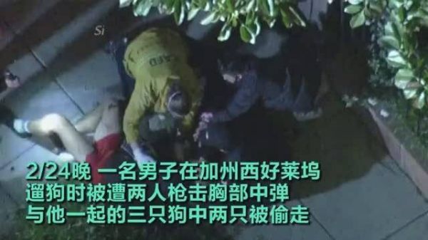 Lady Gaga的遛狗员被击中四枪,爱犬被劫,仅一只狗幸免!