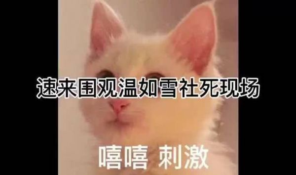 温如雪之前和白相闻说自己要出国……