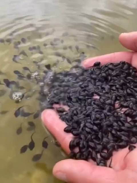你们那里的方言怎么称呼蝌蚪的呢?