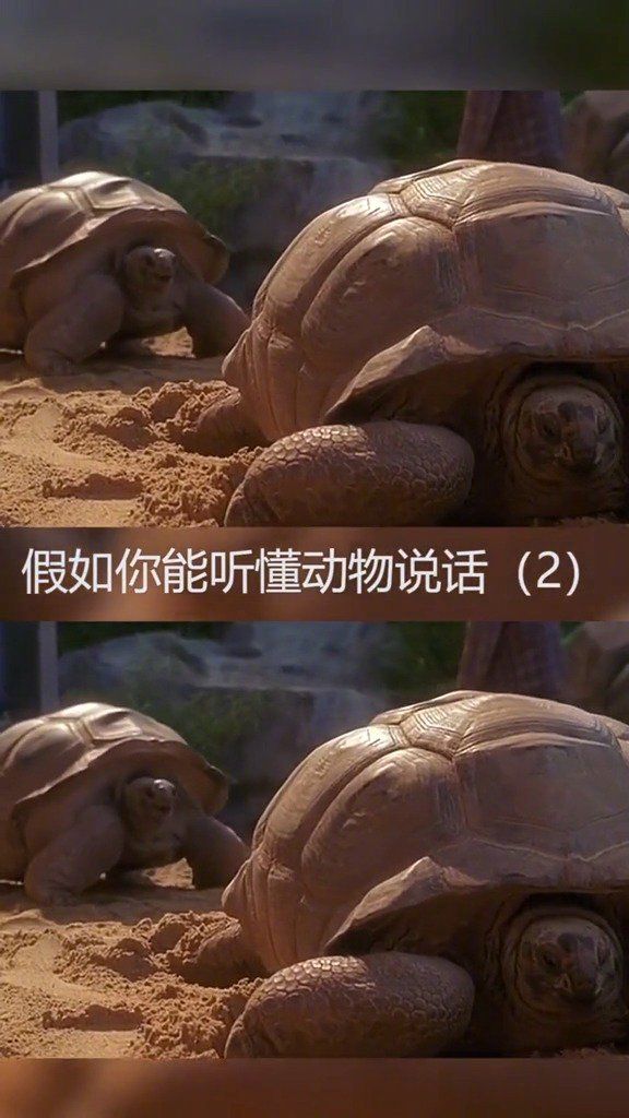 假如你能听懂动物说话会发生什么？