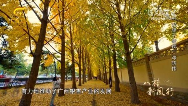 点树成金？“泥腿子教授”如何成了农民眼里的超级英雄？