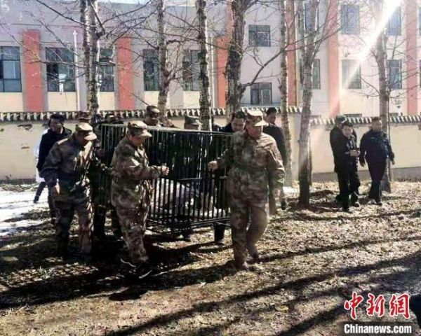 图为雪豹被送往野生动物救助站。 孔庆祥 摄