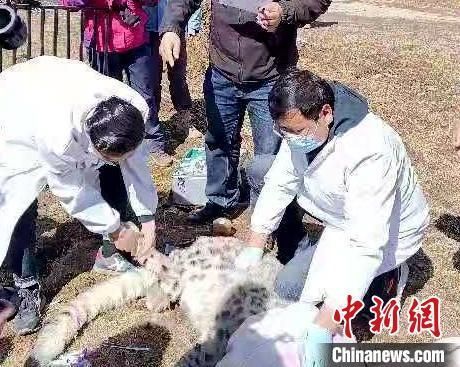 图为野生动物救助繁育中心专家为雪豹体检。 孔庆祥 摄