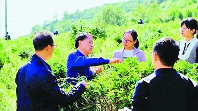 华中科技大学余龙江教授(左二)团队在云南临沧的茶山调研。华中科技大学供图