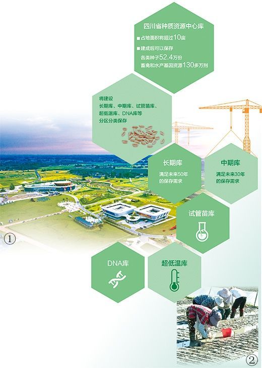 图①:天府现代种业园俯拍图。 资料图片 图②:当地农户在天府现代种业园的试验田中劳作。 陈 杰摄(人民视觉)