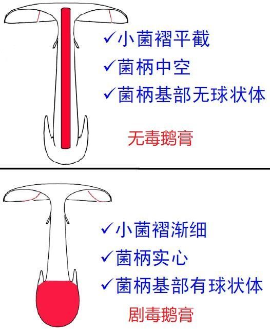 剧毒鹅膏和无毒鹅膏的区分方法（图片来源：杨祝良）