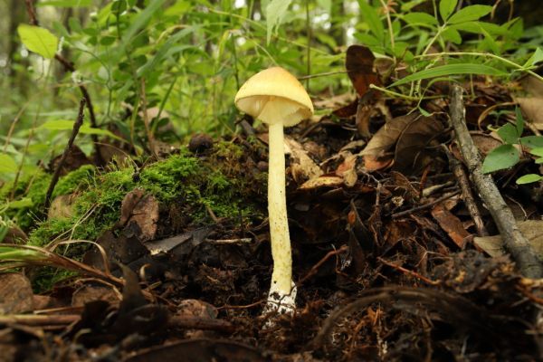 黄盖鹅膏 Amanita subjunquillea，具有α-鹅膏毒素和β-鹅膏毒素，一个子实体即可致命，是当之无愧的“剧毒鹅膏菌”（图片来源：作者自制）