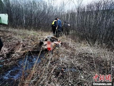 民警和村民将牛拖下山。 金山边境派出所供图