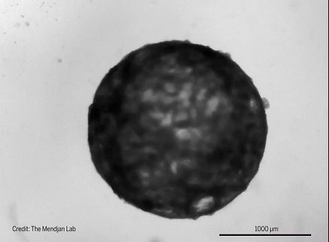 跳动的心脏类器官 | The Mendjan Lab