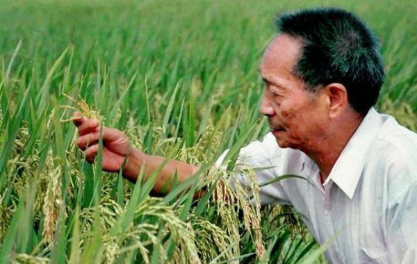 20世纪90年代末,袁隆平在观察两系法杂交晚稻的生长情况(资料照片 来源新华社)。