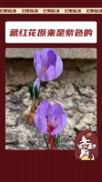 藏红花唯一的红色只有花蕊