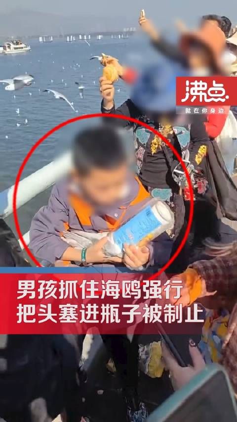 父母帮小男孩抓海鸥强行塞进塑料瓶 被围观游客多次阻止制止才作罢