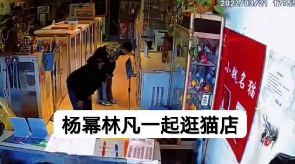 杨幂和林凡应该很早就同居了吧,之前就被拍到一起逛猫店买猫