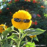 能成事的人