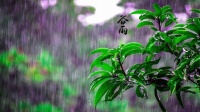谷雨：人间芳菲已向暖，最美不过四月天