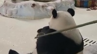 “熊猫界”饭圈化饲养员遭网暴,媒体:病态饭圈请离国宝远点