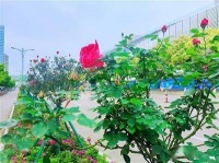 三百余株月季花开正盛