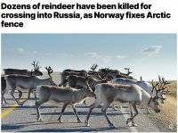 它们误入俄罗斯觅食，回国后被处死