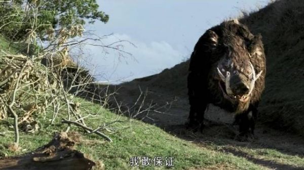 重达数吨的野猪王凶猛无比,老虎见了都主动避让……