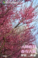 早安青浦｜人随春好，春与人宜