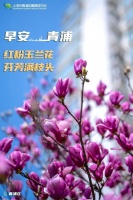 早安青浦｜红粉玉兰花，芬芳满枝头