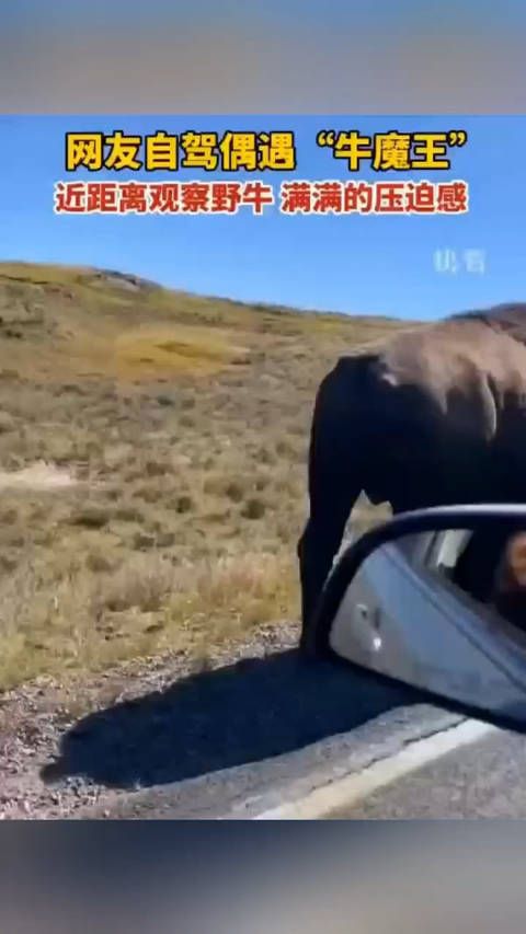 网友自驾偶遇“牛魔王”