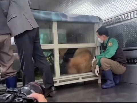 欢迎福宝回家,福宝上车 ,福宝和宋爷爷做了最后的道别…