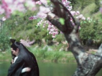 夜华强势的一吻，幂幂瞬间陷入了迷离