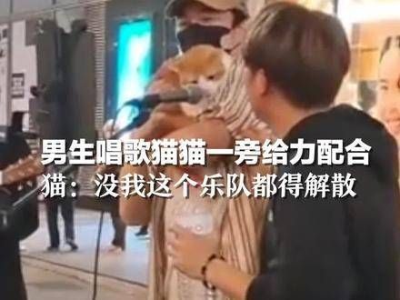 男生献唱时猫咪在一旁强力伴奏,猫心想:没了我,这乐队怕是要散伙