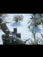 在下武庚， 又名阿狗