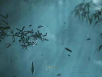 在竹林之中，月光之下传授秘籍