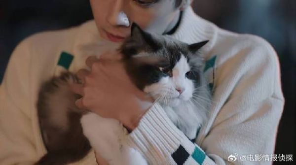 韩廷把纪星弄丢,跳河找回她的猫,紧紧抱怀里!