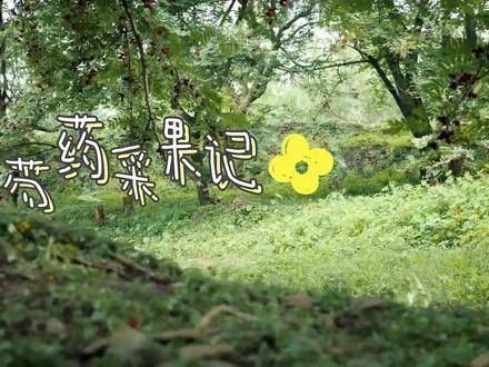 芍药宝宝的采果记 os: 这是我到现在为止最最最喜欢的芍药宝宝片段!