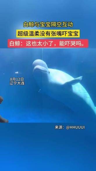 大白鲸与宝宝互动,超级温柔,没有张嘴吓到宝宝