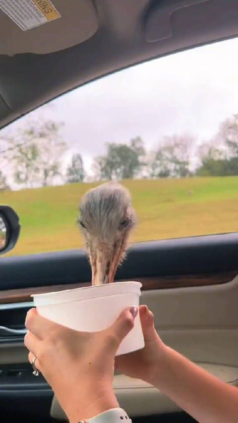 鹿：你一边去吧，该我了