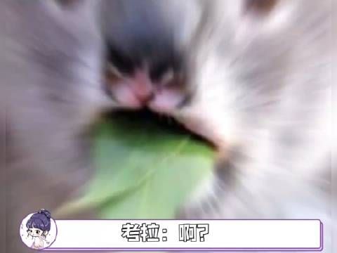 怎么找到这只考拉的?