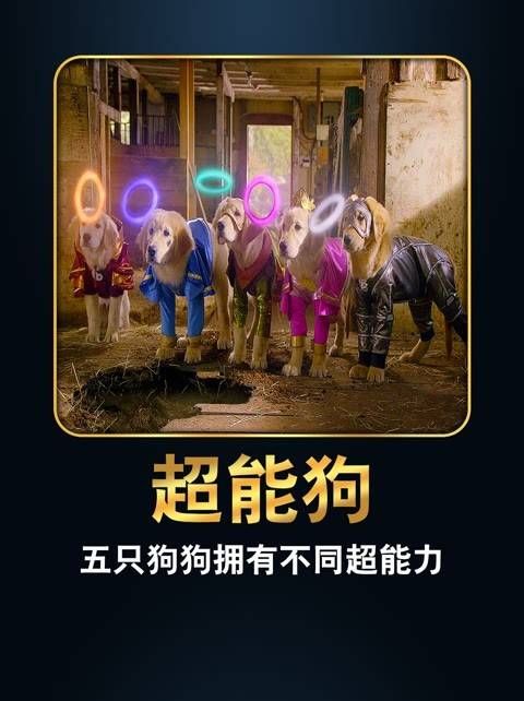 五只狗狗戴上发光项圈后,瞬间获得了超能力