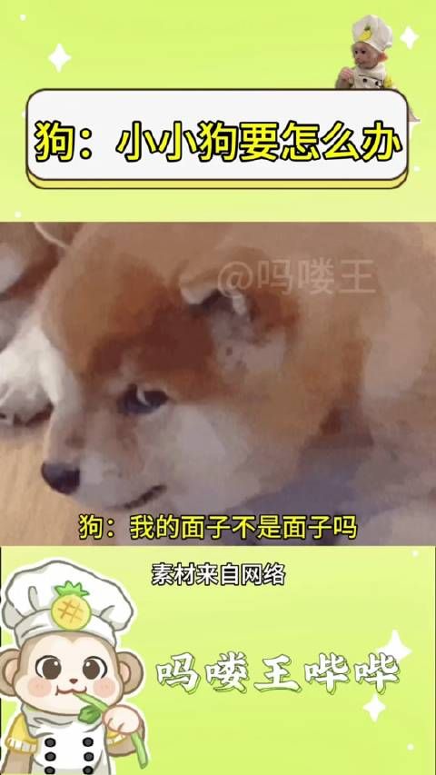 丸辣！小小狗上电视了 双11抄省清单 青春狂欢节