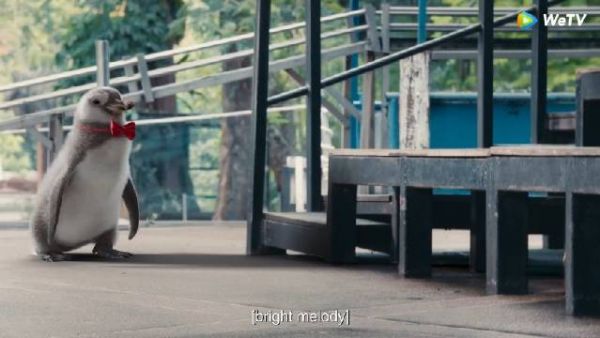 Cged Again/再次被关进笼中