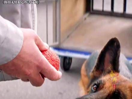 狗狗遭到了主人的无情遗弃,它始终幻想着主人会再次出现…