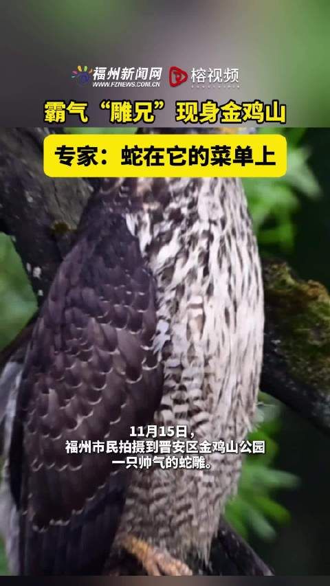 霸气“雕兄”现身金鸡山 专家:蛇在它的菜单上