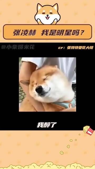 张凌赫:满含忧郁的枫叶…