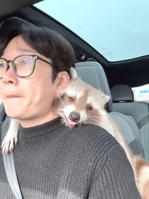 这只乳色浣熊好可爱,没那么皮还很甜 (开车还是建议把宠物放座位上)
