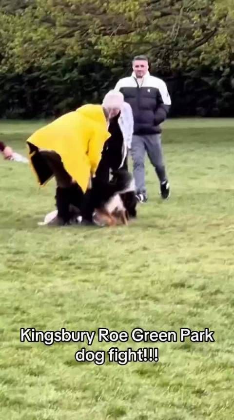 当大狗咬住一只小狗不放时，一个人上前用手指捅狗的肛门…