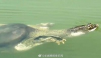 比大熊猫更濒危的动物全国仅剩1只,最后一只雌性个体2019年死亡