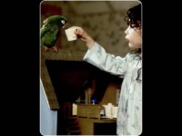 跨越3000英里，历经20余年，一只鹦鹉的归家之路