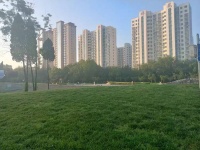 五律 晨起偶感（外三首）