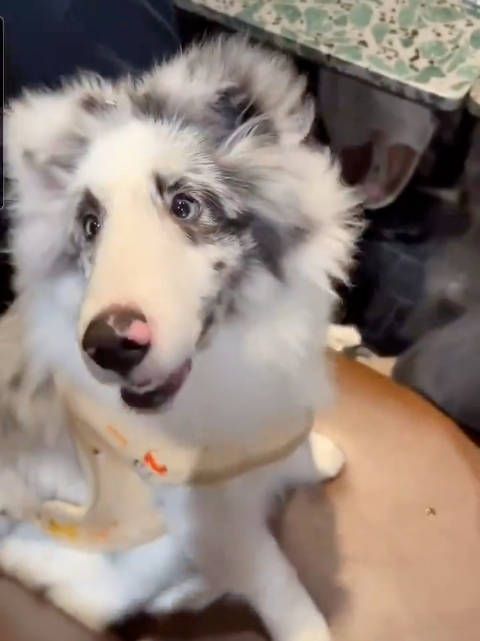 马群耀与女儿争食逗趣，狮姐视频记录两狗互动