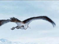 天地似无情｜白鹿各剧混剪