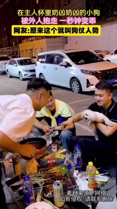 被抱走的小狗一秒变乖,狗仗人势